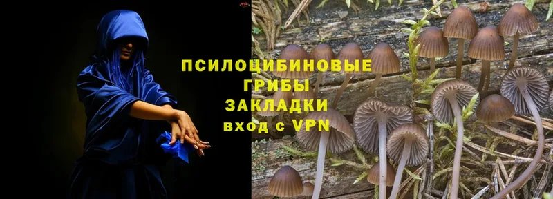 kraken вход  Кондопога  Псилоцибиновые грибы Psilocybe 